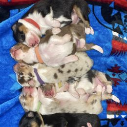 Australian Shepherd Puppies from Aussome Okie Aussies