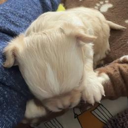 Chihuahua Puppies from Wild Mountain Chihuahuas