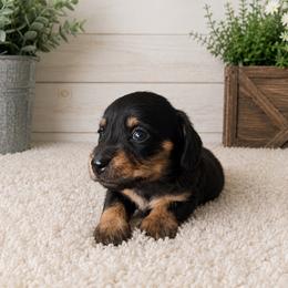 Penny - Black and tan female Dachshund puppy in Greenup, Kentucky from Tygart Creek Dachshunds