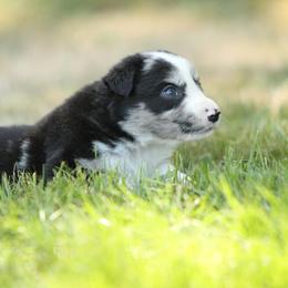 Border Collie Puppies from Midnight Border Collies