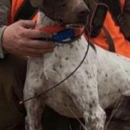 German Shorthaired Pointers from Selby's German Shorthaired Pointers