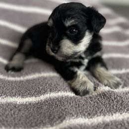 Pink Collar - Black and silver female Miniature Schnauzer puppy in Cypress, Texas from Rubybonnet Miniature Schnauzers