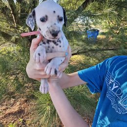 Pink - White and black Dalmatian puppy in Pine City, Minnesota from Rock Creek Dalmatians