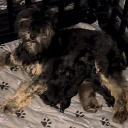 Aussiedoodles, Bernedoodles, Goldendoodles, and Yorkipoos from Doodles & Danes