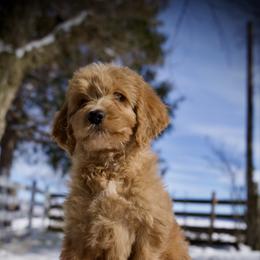 Chocolate chip - Red  female Goldendoodle puppy in Mc Arthur, California from California Golden Love