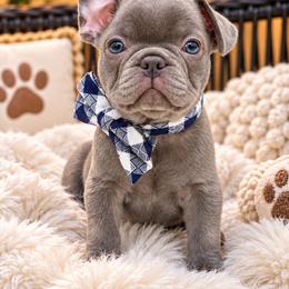 Biggie - Brindle male French Bulldog puppy in Minneapolis, Minnesota from Flyazz Frenchies Kennels