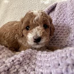 Valentina - Apricot female Poodle puppy in Patterson, New York from Pixie Poodles