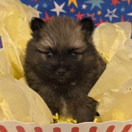 Frosty - Cream sable male Pomeranian puppy in Sanford, Florida from Serena's Poms