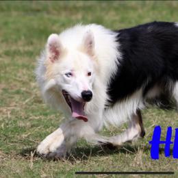 Hero - Border Collie