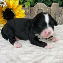 Cherry - Tri-color female Bernedoodle puppy in Seymour, Missouri from D and D’s Dandy Doodles