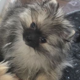 Maui not from Hawaii. California - Wolf sable male Pomeranian puppy in El Centro, California from BabyBooPoms