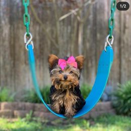 Yorkshire Terrier All Grown Up from Rocketeer Yorkies