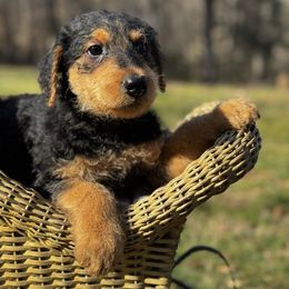 Mookie - Black and tan Airedale Terrier puppy in Mooresville, North Carolina from Farm 55