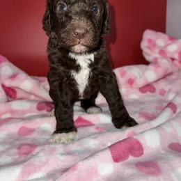 Coco - Chocolate female Labradoodle puppy in Ellenwood, Georgia from Four Paws Down