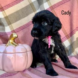 Cady - Black female Portuguese Water Dog puppy in Raleigh, North Carolina from Turnabout PWD