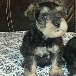 Jax - Salt and pepper male Miniature Schnauzer puppy in Graham, Washington from Kristy's French Bulldogs & Mini Schnauzers