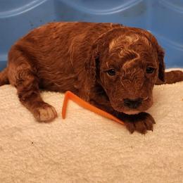 Miniature Tangerine - Red  female Goldendoodle puppy in Los Molinos Ca, California from Sunshine Sanctuary Doodles