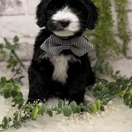 Tungsten - Black and chalk male Australian Labradoodle puppy in Brush Prairie, Washington from Fancy Pants Labradoodles
