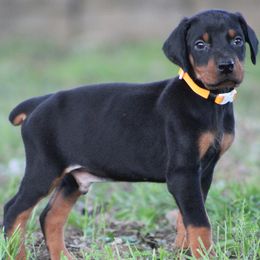 Bobby - Black and rust male Doberman Pinscher puppy in Winchester, Ohio from 32 Farms