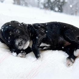 Meadow - Black female Cavapoo puppy in Atlanta, Georgia from RockaDoodles