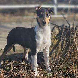 Matcha - Black white and tan female Collie puppy in Eldorado, Kansas from Prairie Creek