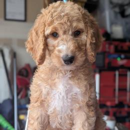 Pink Collar - Apricot female Goldendoodle puppy in Olympia, Washington from Sinclairdoodles