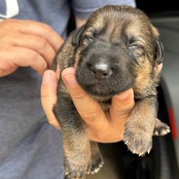 Milkyway - Sable male German Shepherd puppy in Barnhart, Missouri from Combat Creek German Shepherds