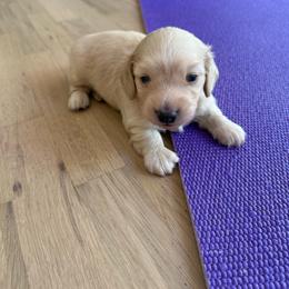Riv(Just listed 9-24) - Cream male Dachshund puppy in Camarillo, California from Golden Ray Dachshunds