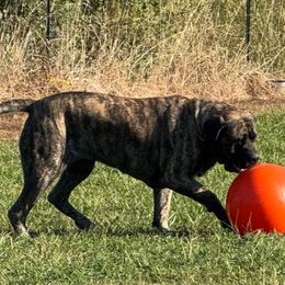 Ava - Mastiff