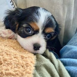 Cavalier King Charles Spaniel Puppies from Peaceful Promise Cavaliers