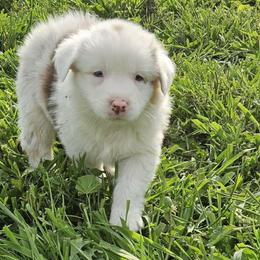 F1 - Red merle female Australian Shepherd puppy in Arbela, Missouri from County Line Aussies