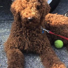 Double Doodles and Goldendoodles from Loving Breeds