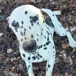 Yuki - White and black female Dalmatian puppy in Thayer, Missouri from Spotty Bottom Dalmatians
