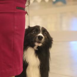 Arrow - Border Collie