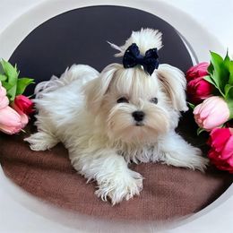 Korean Brody - White male Maltese puppy in Mooresville, North Carolina from Clearview Canines