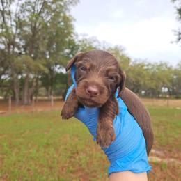 3300..Cruze - Chocolate and tan male Dachshund puppy in Winter Haven, Florida from Gateway 2 Little Paws