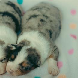 Blue M 1 - Blue merle male Australian Shepherd puppy in Cotati, California from Tried and True Aussies