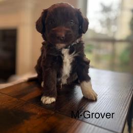 Grover - Brown and white male Aussiedoodle puppy in Strasburg, Pennsylvania from Still Water Puppies