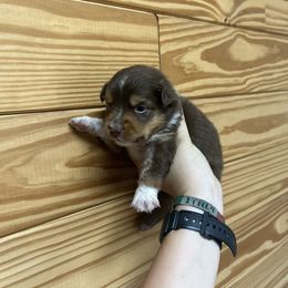 Boy Puppy 5 - Red tri-color male Miniature American Shepherd puppy in Winterhaven, Florida from Mini Aussie Florida