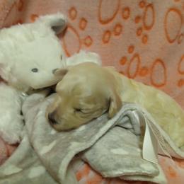 Laise - White female Poodle puppy in Blanch, North Carolina from Faithful Hearts Kennel