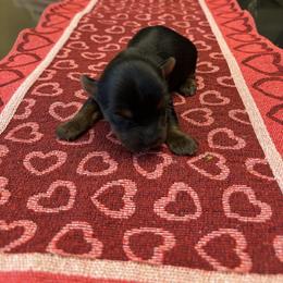 Male 1 - Blue and gold male Yorkshire Terrier puppy in Pomona, California from Carbajal Yorkshire Terriers