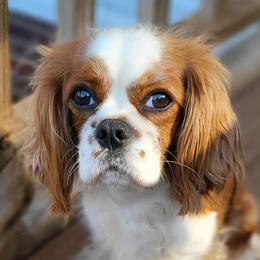 Graham - Cavalier King Charles Spaniel