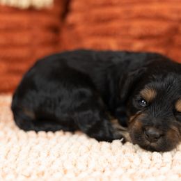 Cockapoo Puppies from Firm Foundation Cockapoos