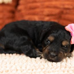 Cockapoo Puppies from Firm Foundation Cockapoos