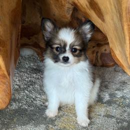 Lucie's white and sable boy 1 - White and sable male Papillon puppy in Shirley, Arkansas from Lucky Pups