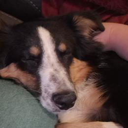 Australian Shepherds and Labrador Retrievers from Ancient Dogges Performance Dogs