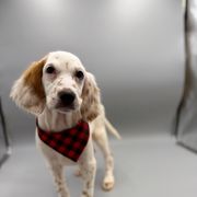 Hudson - Orange belton male English Setter puppy in Lake Tomahawk, Ohio from StoneyBrook Setters