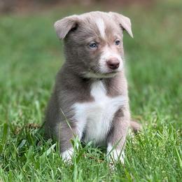 Lilac - black collar- smooth - 1495 - Lilac male Border Collie puppy in Nashville, Arkansas from Whisenhunt Farms