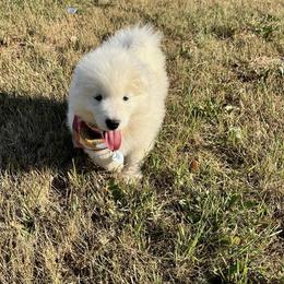 Samoyed Puppies from Morning Star Samoyeds