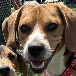 Ruffles - Beagle